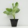 Hybrid Khosta "Antioch", pot C2, 1 pc, spring 2024