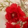 Artificial flowers "bush cloves" D-6 cm 59 cm, red