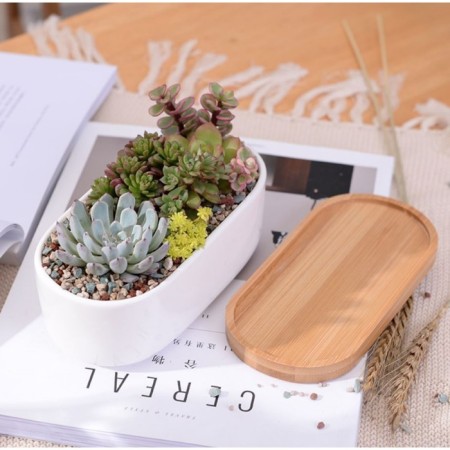 Pot "Eco Bonsai" oval, 17x9x6cm, white-4
