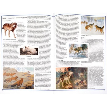 Riddles of the animal world-1