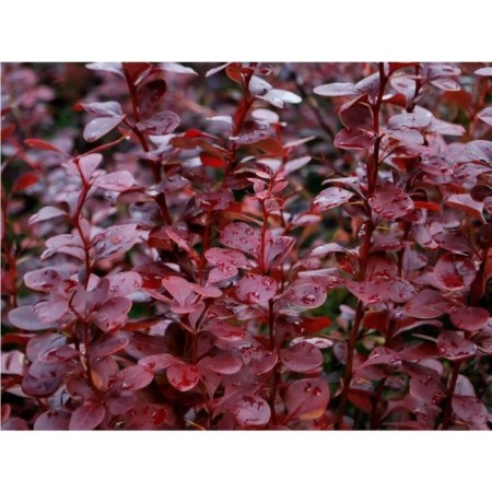 Barberry Tunberg Chokokoet Samme, pot C2, 1 pc, summer 2024