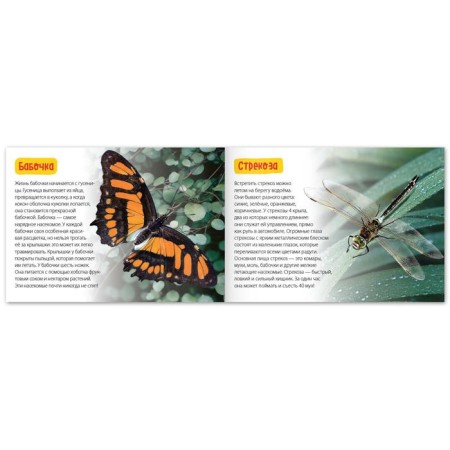 The training book "Amazing Insects", 20 p.-1