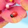 Floristic “ladybugs” decor, 18 pcs., 19 x 14 mm
