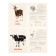 Training cards "Pets"