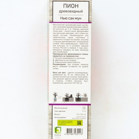 Pion tree pion (vaccinated for grassy) "New San Moon" 1 pc, tube, spring 2025-1