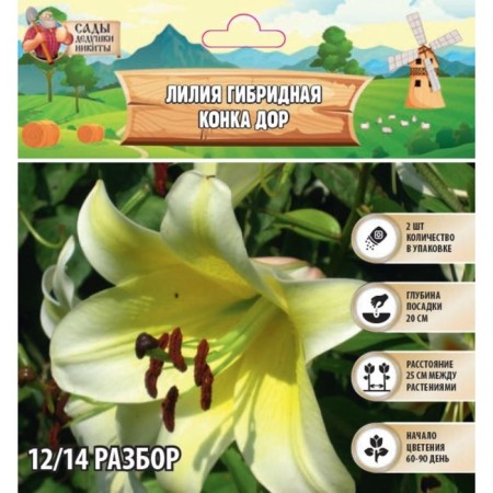 Lilia Hybrid "Konka Dor", district 14/16, 2 pcs.-1