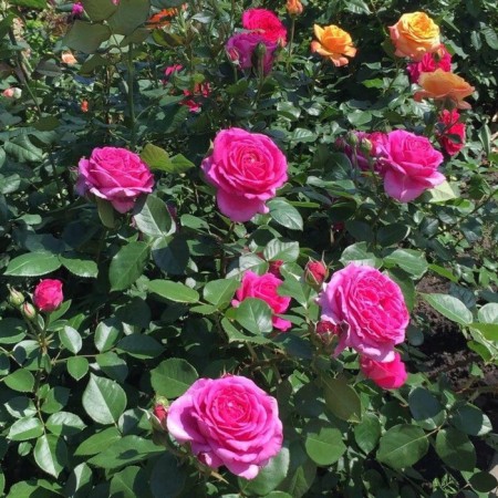 Seedling rose Claire Marshal, floribunda, pot 2 l., Summer 2024