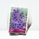 Delphinium High Harlequin, rr I, 1 pc, spring 2025