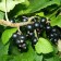 Currant Black Charovnitsa, C2 pot, H20-40 Height, 1 pc, summer 2024