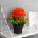 Bonsai in the pot "Flower bush" 9x22 cm, mix