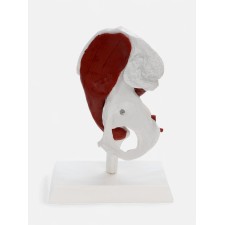 Pill Bone layout with muscle tissue 23*13cm