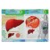 4D encyclopedia in augmented reality "Anatomy: Human organs"