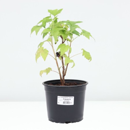 Currant Black Sanyuta, pot C2, 1 pc, summer 2024-2