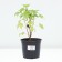 Currant Black Sanyuta, pot C2, 1 pc, summer 2024