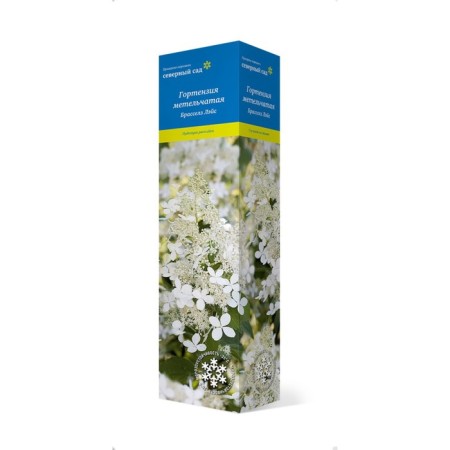 Small hydrangea (North Garden series) "Brassels Lace" 1 pc, tube, spring 2025