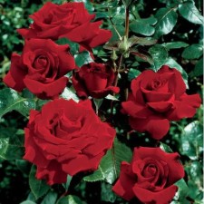 Seedling rose Mayra, tea-hybrid, pot 2 l., Summer 2024
