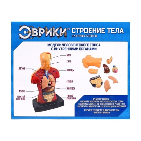 Scientific experience "Body structure"-11