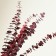 Sukhotzet "eucalyptus tree", red, 10 pcs. packaged