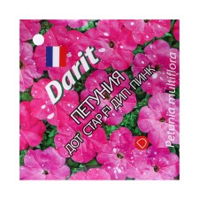 Flowers of Petunia 