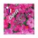 Flowers of Petunia "Dot Star DeP Pink F1", 10 pcs