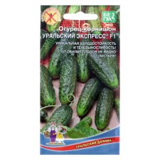 Seeds of cucumber 