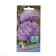 Flowers Astra Clack "Siam Kralane", 0, 2 g