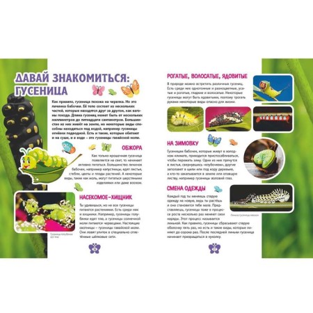 Butterflies. Children's Encyclopedia-4