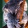 Puzzle series Fantasy "Koala", 24 details, size - 28 × 18.5 cm