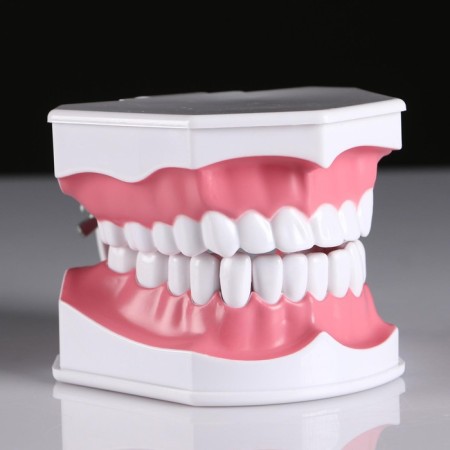 Model "Human Jaw" 12*9cm-2