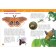Encyclopedia for kindergarten "insects"
