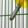 Drill for rodents, 500 ml, 20.5 x 5 cm, yellow