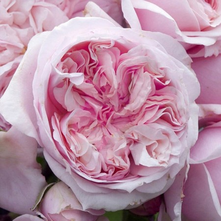 Seedling rose Chato Barberolis, Hybrid Tea, Pot 2 l., Summer 2024