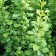 Seedling barbaris PAU WAU, pot P9, summer 2024