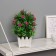 Bonsai in the Bromelia Premium pot 21x7.5 cm, mix