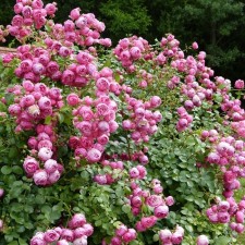 Seedling rose 