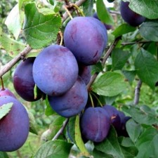 Plum seeding of grafted sinilga, pot 9*9*14, summer 2024