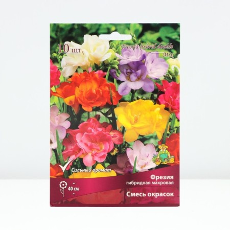 Freesia hybrid terry mixture of colors, rr 5/6, 5 pcs, spring 2025
