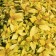 Spirea Japanese Zen Spirit Gold, C2 pot, H10-50 height, 1 pc, summer 2024