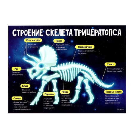 Set for experiments "era of dinosaurs", skeleton of tricratops-6