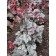 Heichera hybrid glitter, C2 pot, H10-50 height, 1 pc, summer 2024