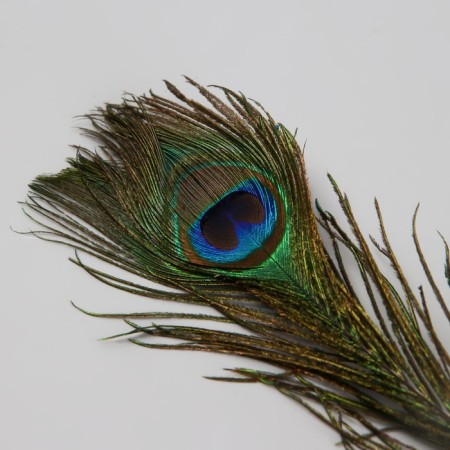 Fluffy on the clothespin "Tropical bird with peacock pen" MIX 5.5x8x35 cm-3
