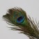 Fluffy on the clothespin "Tropical bird with peacock pen" MIX 5.5x8x35 cm