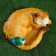 Garden figure "Sleeping cat with a bird" 13x29cm