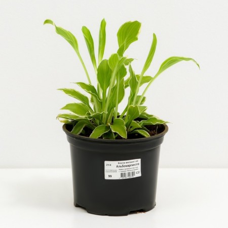 Host Wavy albumarginate, C2 pot, H10-50 height, 1 pc, summer 2024-1