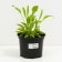Host Wavy albumarginate, C2 pot, H10-50 height, 1 pc, summer 2024