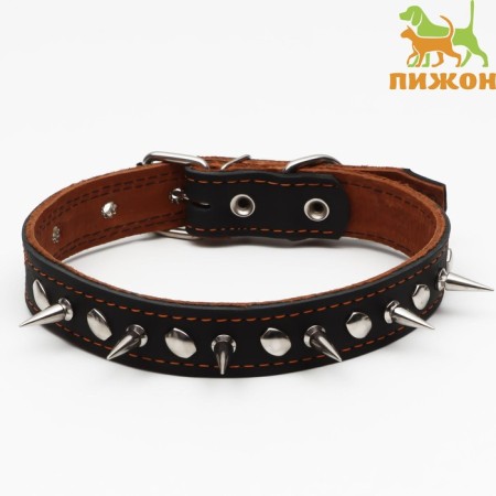 Collar leather two-layer studded, 63 x 3 cm, Osh 40-55 cm, black