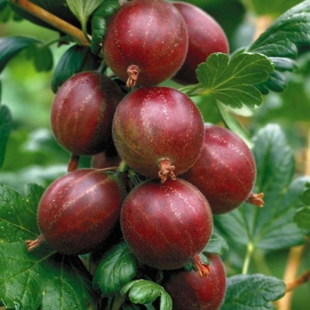 Gooseberry seedlings elegant, pot P9, summer 2024