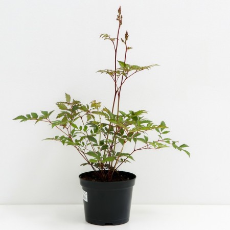 Astilba Lesshand Gloria Purpurea, C1.5 pot, H10-50 height, 1 pc, summer 2024-1