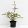 Astilba Lesshand Gloria Purpurea, C1.5 pot, H10-50 height, 1 pc, summer 2024