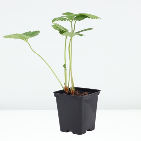 Strawberry Garden Aromas, P9 pot, 1 pc, summer 2024-1